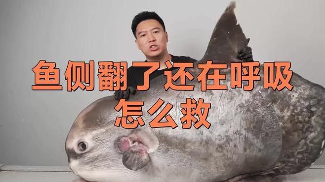 魚側(cè)翻了還在呼吸怎么救（一條魚側(cè)翻并且仍在呼吸時，這些步驟和建議可以幫助你）