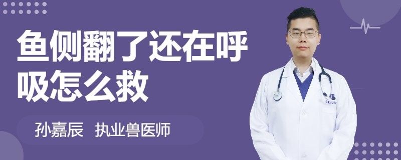 魚側(cè)翻了還在呼吸怎么救（一條魚側(cè)翻并且仍在呼吸時，這些步驟和建議可以幫助你）