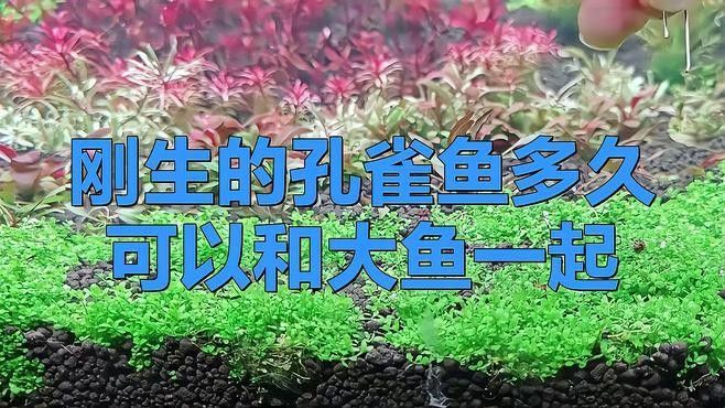 混養熱帶魚需要多久適應（養熱帶魚的適應時間取決于多種因素） 混養熱帶魚需要多久適應（養熱帶魚的適應時間取決于多種因素） 龍魚百科 第2張