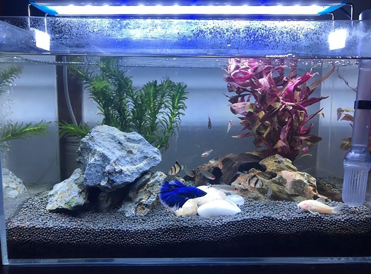 混養熱帶魚需要多久適應（養熱帶魚的適應時間取決于多種因素） 混養熱帶魚需要多久適應（養熱帶魚的適應時間取決于多種因素） 龍魚百科 第13張