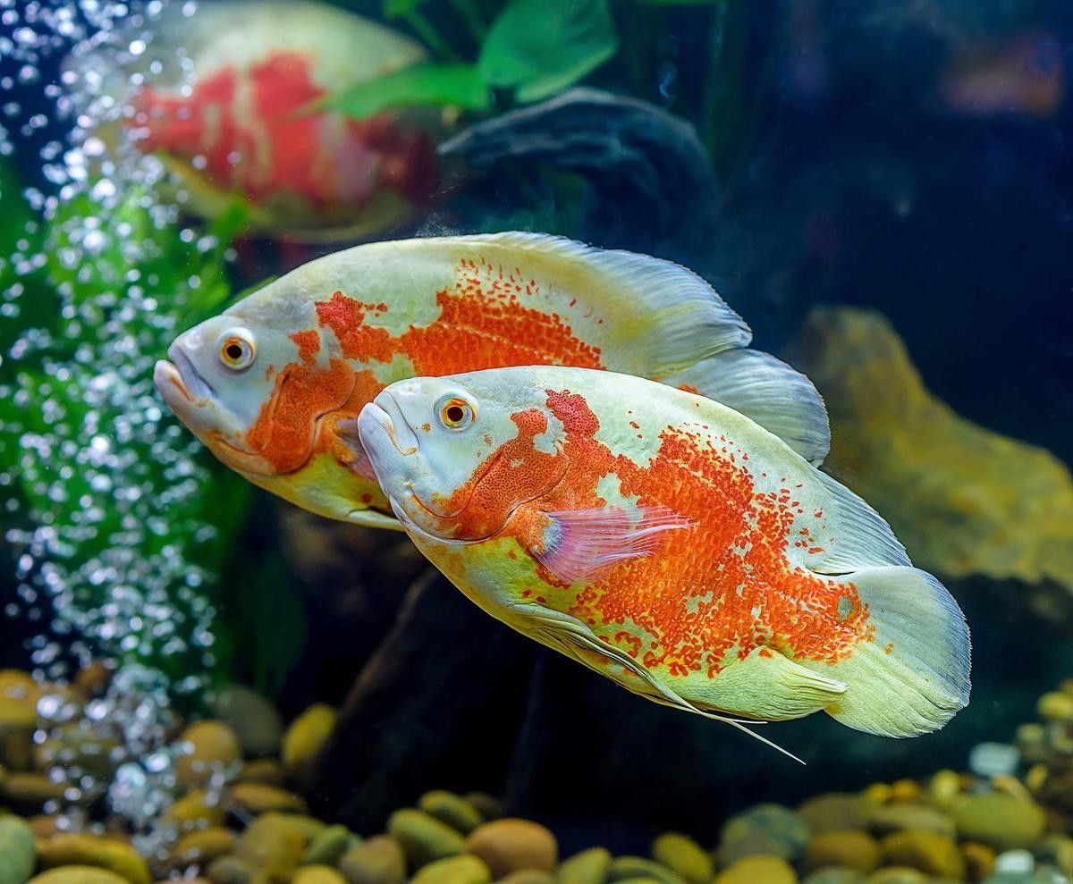 混養熱帶魚需要多久適應（養熱帶魚的適應時間取決于多種因素） 混養熱帶魚需要多久適應（養熱帶魚的適應時間取決于多種因素） 龍魚百科 第12張