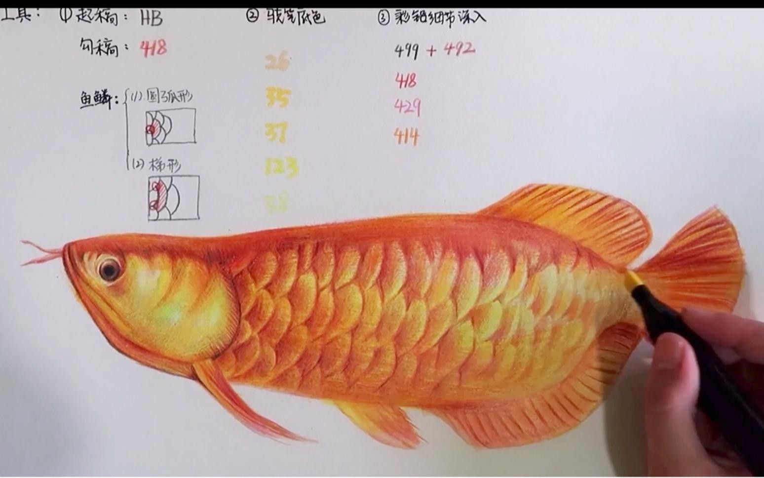 金龍魚圖片頭像（簡潔風格的金龍魚圖片頭像設計有哪些金龍魚卡通形象設計）