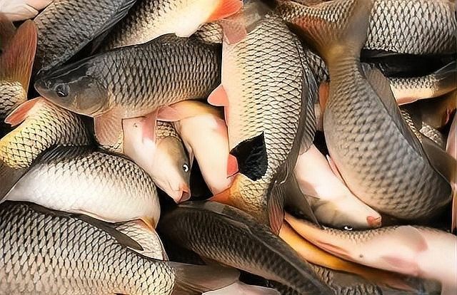 哪些驅蟲藥對龍魚有效（對龍魚有效的驅蟲藥物） 哪些驅蟲藥對龍魚有效（對龍魚有效的驅蟲藥物） 龍魚百科 第2張