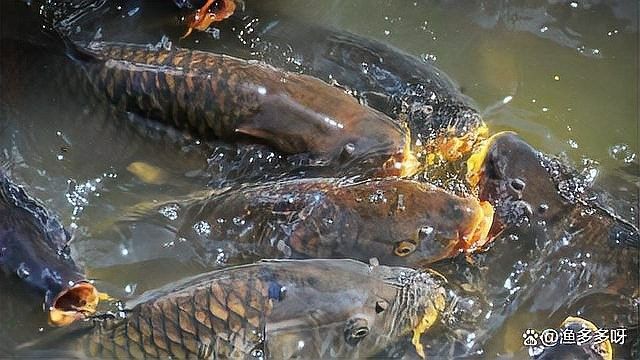 哪些驅蟲藥對龍魚有效（對龍魚有效的驅蟲藥物） 哪些驅蟲藥對龍魚有效（對龍魚有效的驅蟲藥物） 龍魚百科 第5張