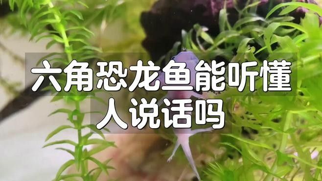 六角恐龍魚如何訓練才能更好地認主人（六角恐龍魚好養嗎六角恐龍魚怎樣養才能認主人）
