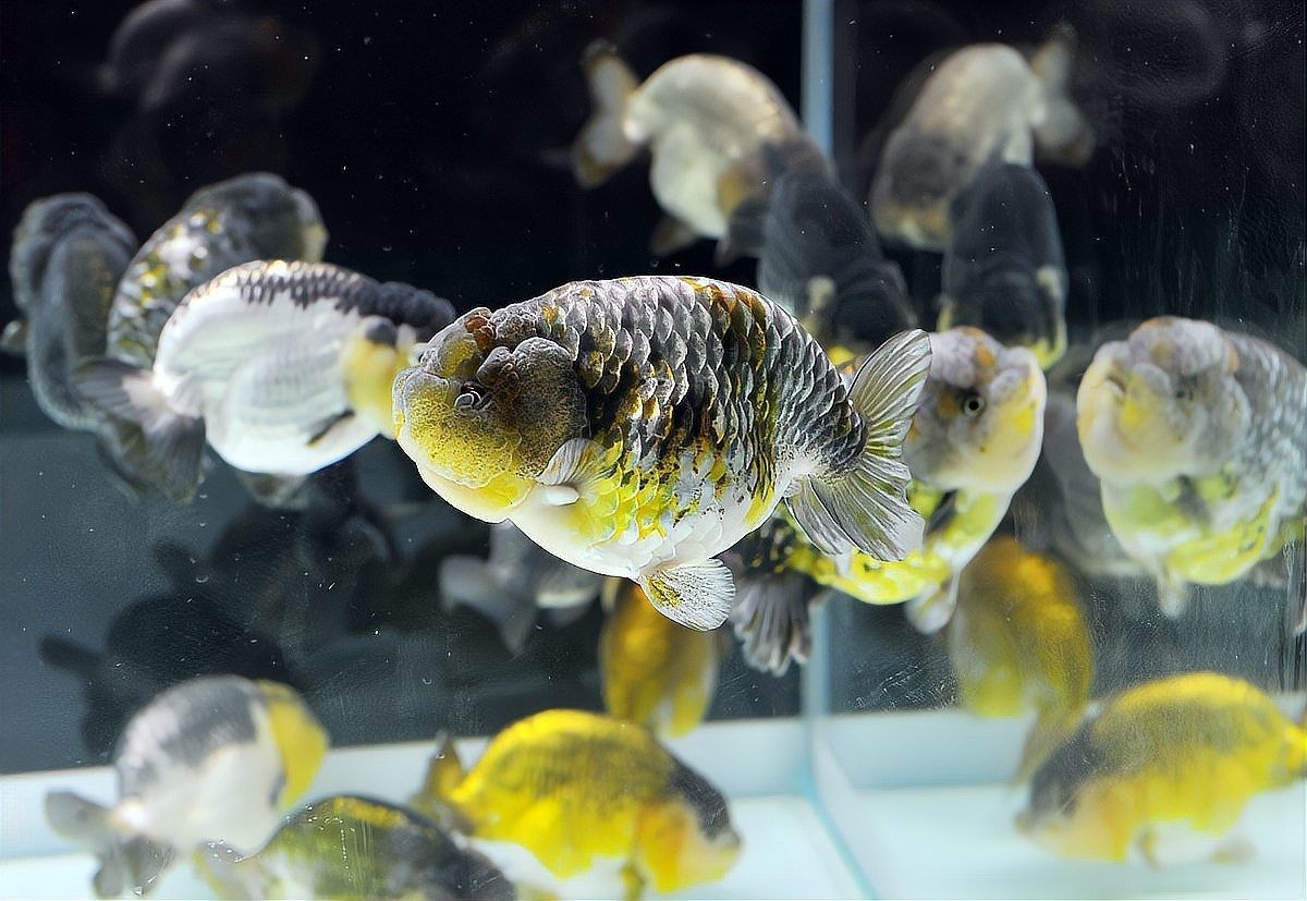 六角恐龍魚如何訓練才能更好地認主人（六角恐龍魚好養嗎六角恐龍魚怎樣養才能認主人）