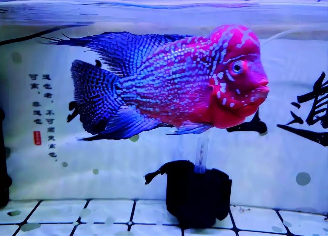 羅漢魚和發財魚混養成功率有多高？（羅漢魚和發財魚混養的成功率受多種因素影響）