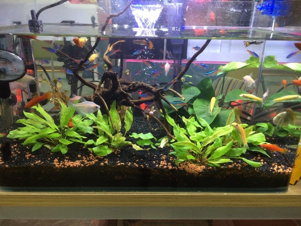 玉山哪個水族館龍魚好？祥龍魚場龍魚（臺灣祥龍魚場的水族館位于臺灣省新竹市北區新竹市北區）