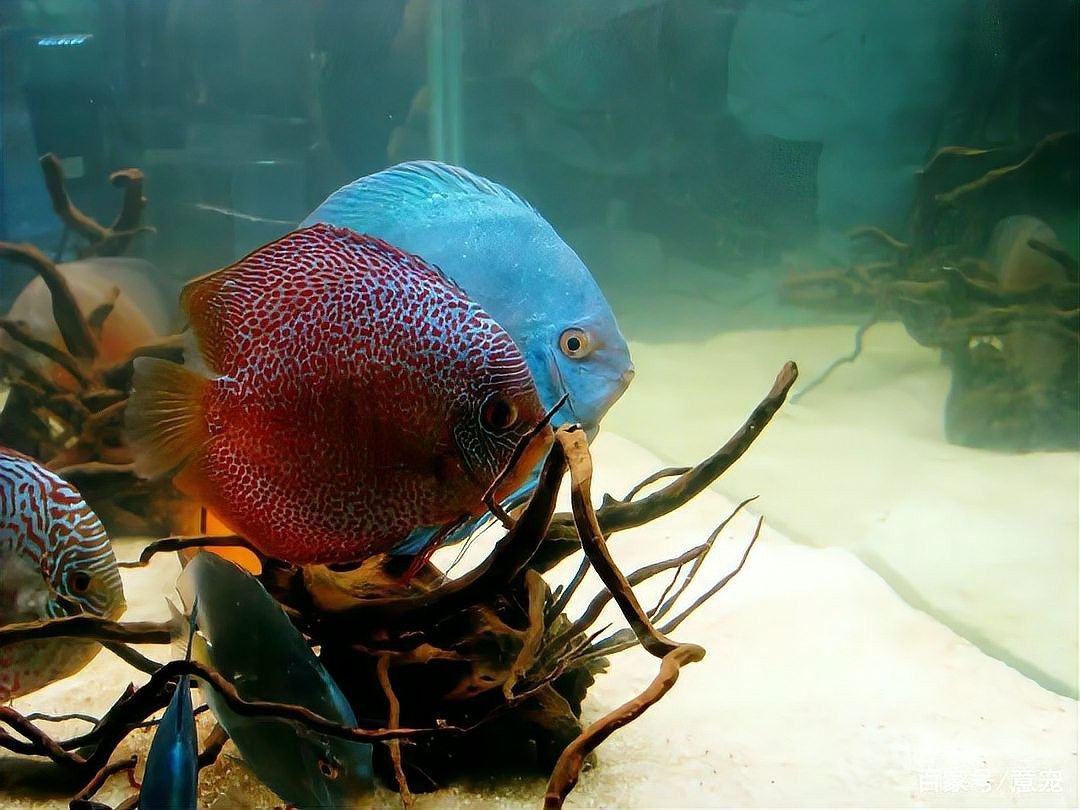 灤平龍魚的市場價格是多少，灤平龍魚市場價格受多種因素影響，灤平龍魚價格是多少