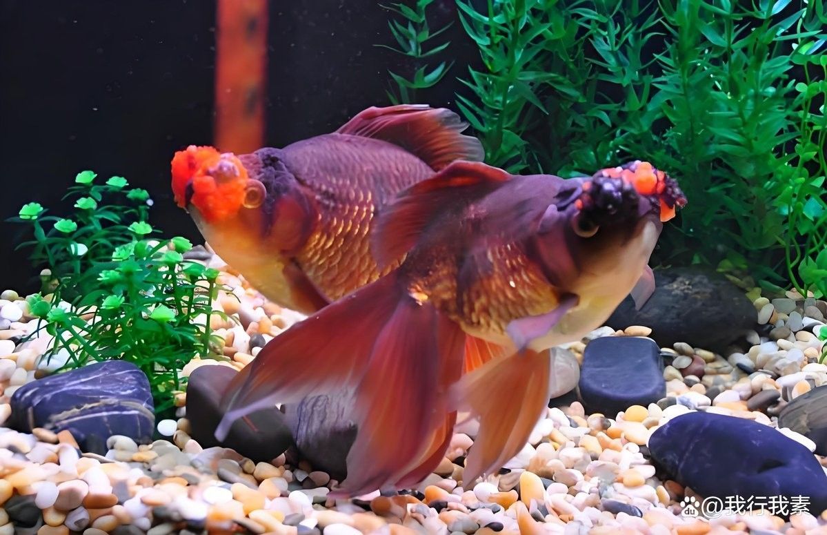 金龍魚黑點病會自愈嗎？（金龍魚黑點病會自愈嗎）