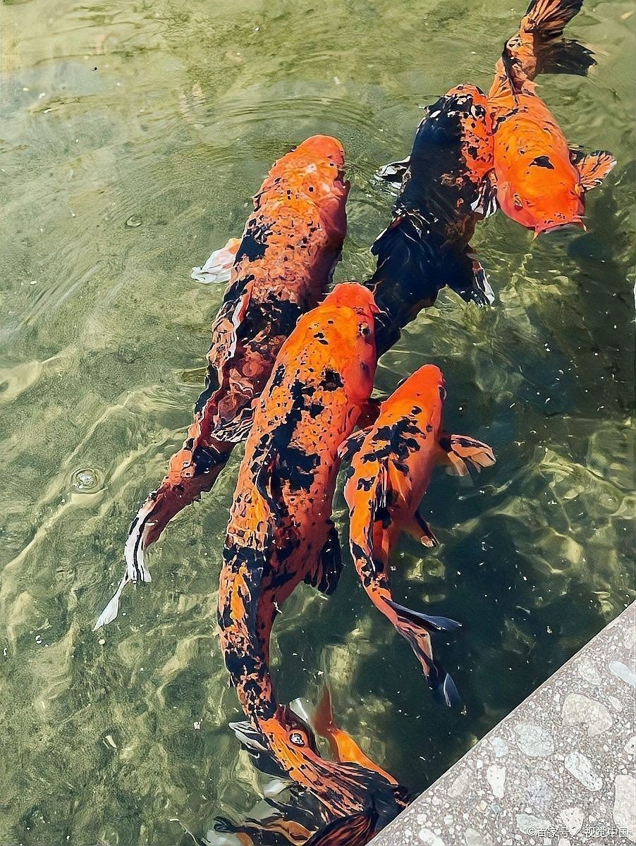 金龍魚黑點病會自愈嗎？（金龍魚黑點病會自愈嗎）