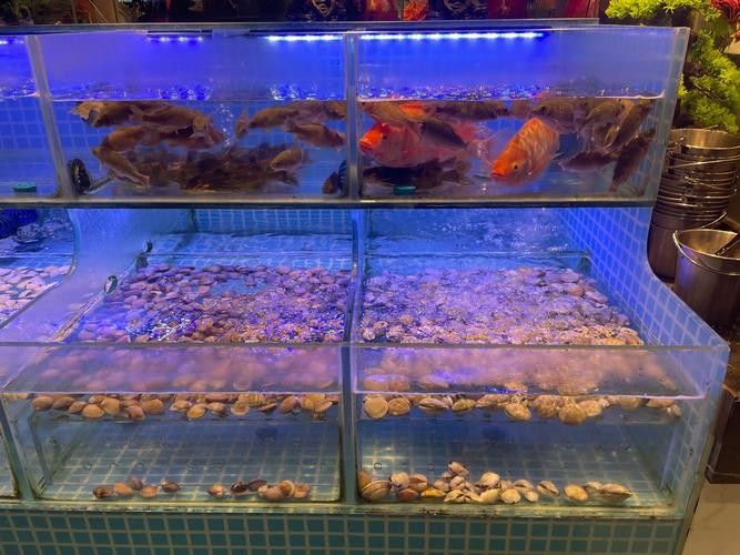 龍虎匯水族館的海鮮品種有哪些（深圳龍虎匯水族館提供的海鮮品種和精致的展示而聞名）
