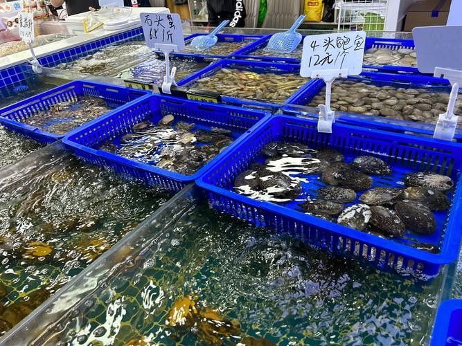 龍虎匯水族館的海鮮品種有哪些（深圳龍虎匯水族館提供的海鮮品種和精致的展示而聞名）