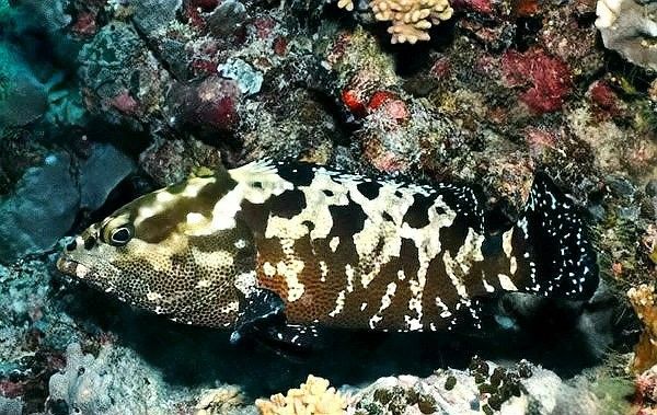 龍虎匯水族館的海鮮品種有哪些（深圳龍虎匯水族館提供的海鮮品種和精致的展示而聞名）