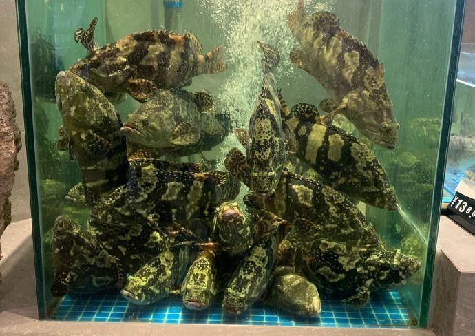 龍虎匯水族館的海鮮品種有哪些（深圳龍虎匯水族館提供的海鮮品種和精致的展示而聞名）