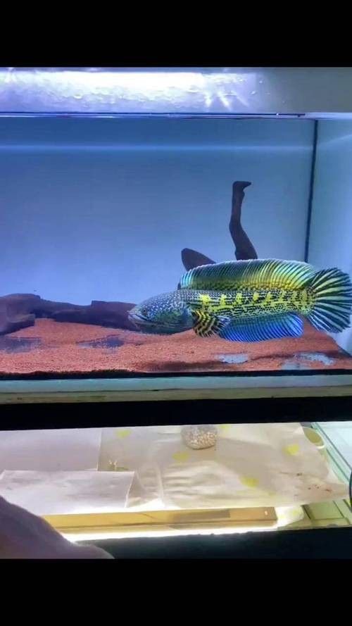 巴卡雷龍魚繁殖需要哪些設備？（卡雷龍魚的繁殖過程需要一些特定的設備和條件和條件）