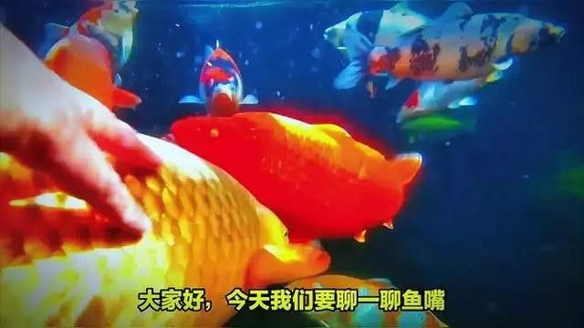 魚嘴發(fā)白最快恢復方法（魚嘴發(fā)白爛了怎么辦）