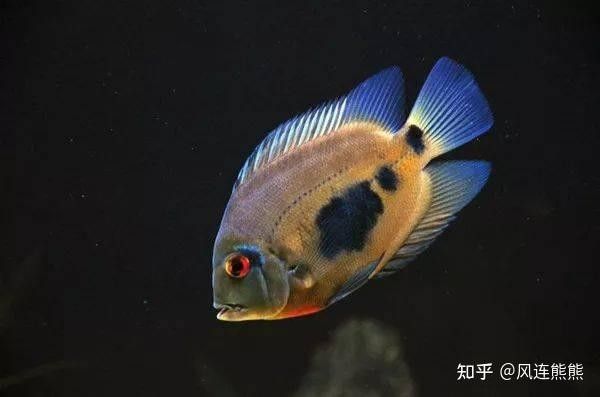 黑云魚混養(yǎng)需要多大的魚缸（云魚混養(yǎng)的魚缸大小取決于多種因素） 黑云魚混養(yǎng)需要多大的魚缸（云魚混養(yǎng)的魚缸大小取決于多種因素） 龍魚百科 第2張