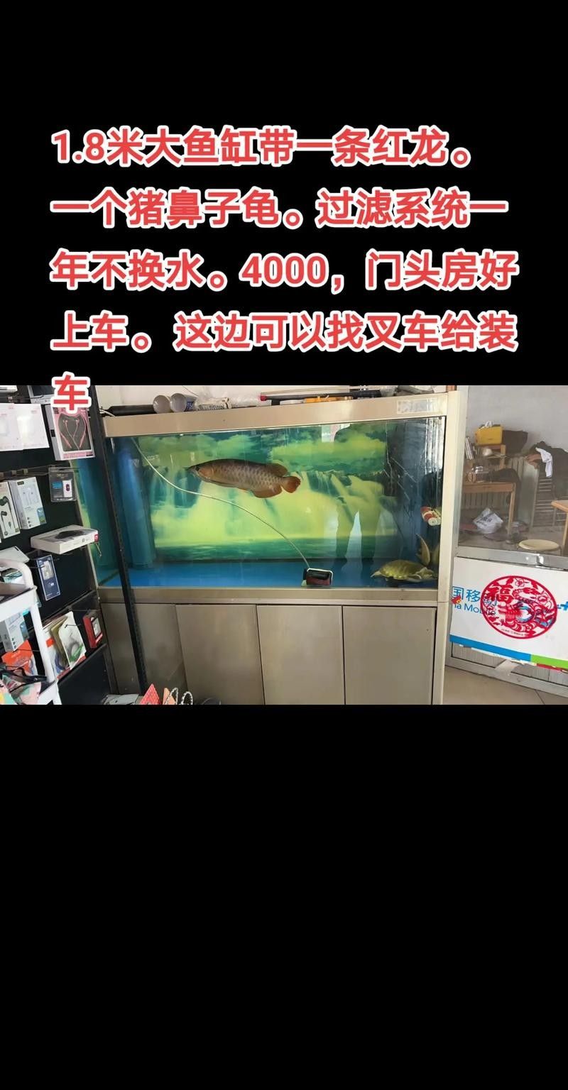 紅龍魚缸背景圖更換步驟（紅龍魚缸背景圖怎么做）