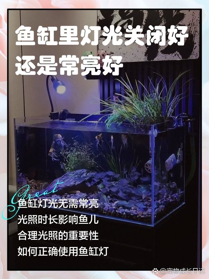 魚喜歡開燈還是關燈（timtian養魚晚上開燈好還是不開燈好）