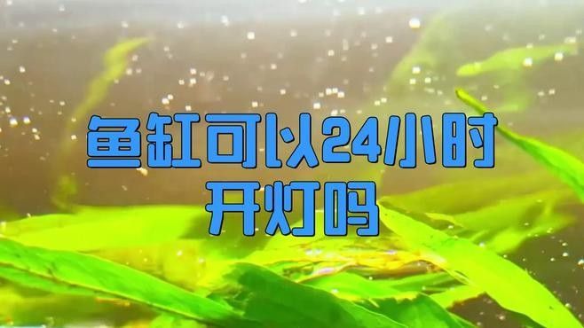 魚喜歡開燈還是關燈（timtian養魚晚上開燈好還是不開燈好）