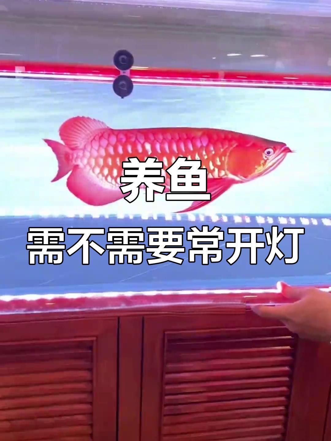 魚喜歡開燈還是關燈（timtian養魚晚上開燈好還是不開燈好）