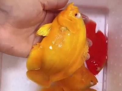 蘇虎（珠海市副市長(zhǎng)蘇虎的生平與成就）