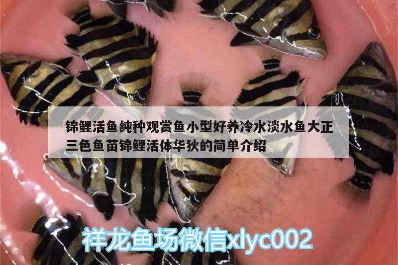 錦鯉活魚純種觀賞魚小型好養冷水淡水魚大正三色魚苗錦鯉活體華狄的簡單介紹（冷水觀賞魚大全及種類）