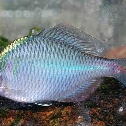 新野白河有什么魚