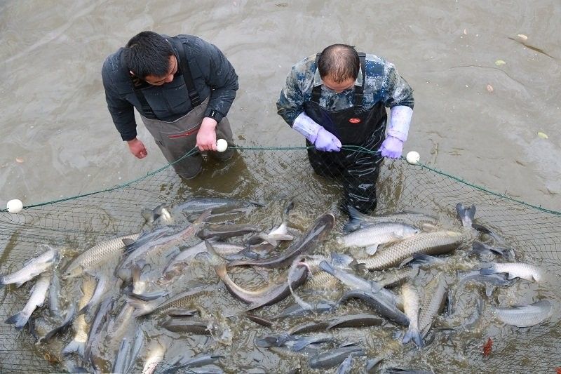 新野白河有什么魚
