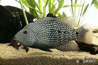 德州豹魚和什么魚混養(yǎng)比較好（養(yǎng)魚大全，德州豹魚混養(yǎng)需要多大的魚缸？）