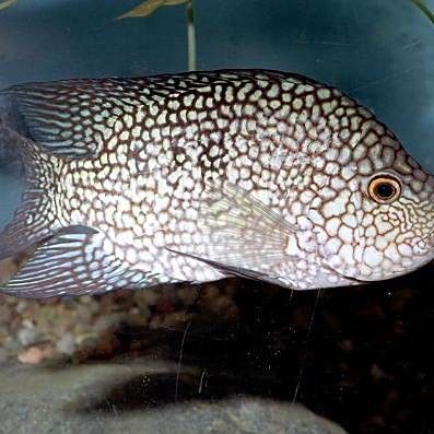 德州豹魚和什么魚混養(yǎng)比較好（養(yǎng)魚大全，德州豹魚混養(yǎng)需要多大的魚缸？）