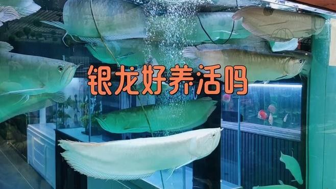1.2米魚(yú)缸能養(yǎng)多大銀龍