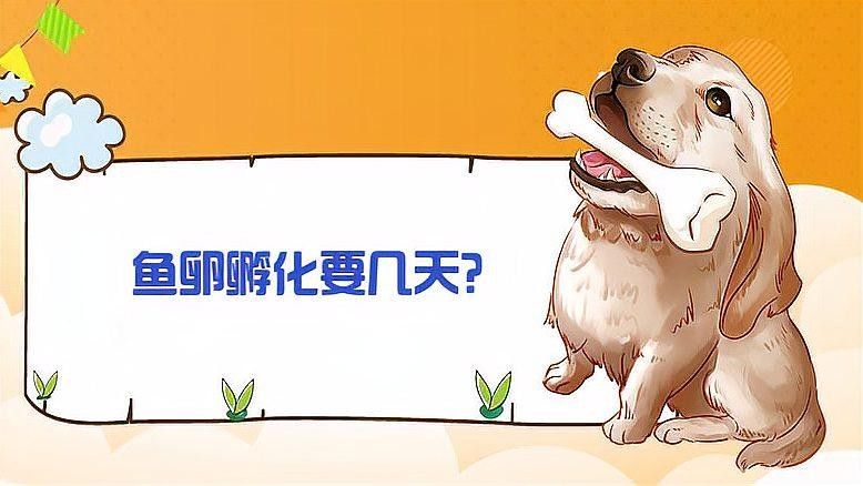 龍魚卵孵化需要多長時間？（魚卵孵化時間取決于多種因素，龍魚卵孵化時間取決于多種因素）
