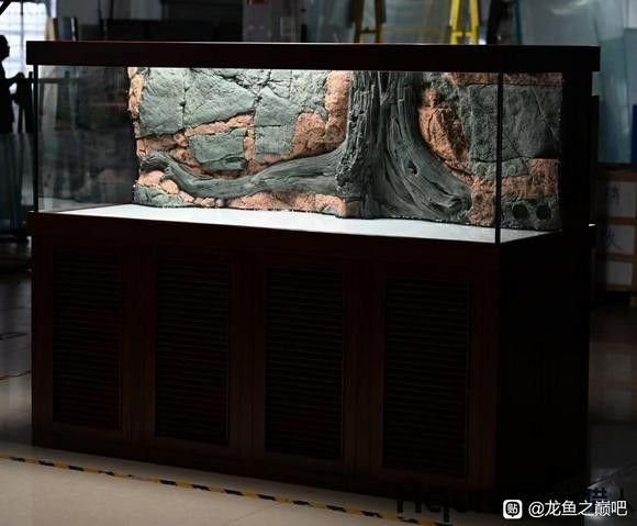 哪個龍魚專賣店口碑最好（哪個龍魚專賣店性價比最高？）