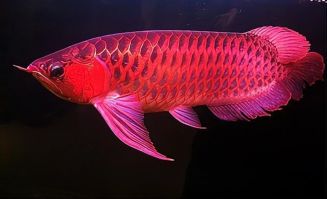 淶水龍魚