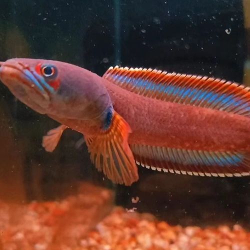 黃嘴幻藍(lán)雷龍魚苗的價(jià)格是多少（嘴幻藍(lán)雷龍魚苗的價(jià)格）