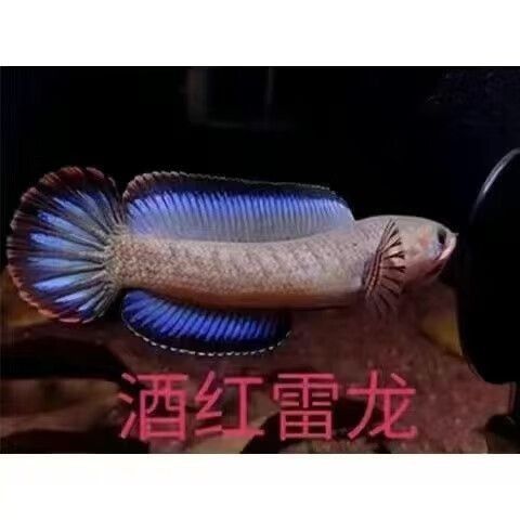 黃嘴幻藍(lán)雷龍魚苗的價(jià)格是多少（嘴幻藍(lán)雷龍魚苗的價(jià)格）
