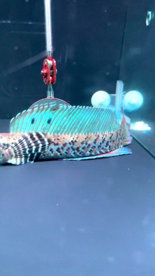 黃嘴幻藍(lán)雷龍魚苗的價(jià)格是多少（嘴幻藍(lán)雷龍魚苗的價(jià)格）