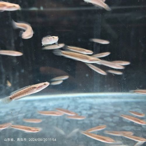 黃嘴幻藍(lán)雷龍魚苗的價(jià)格是多少（嘴幻藍(lán)雷龍魚苗的價(jià)格）