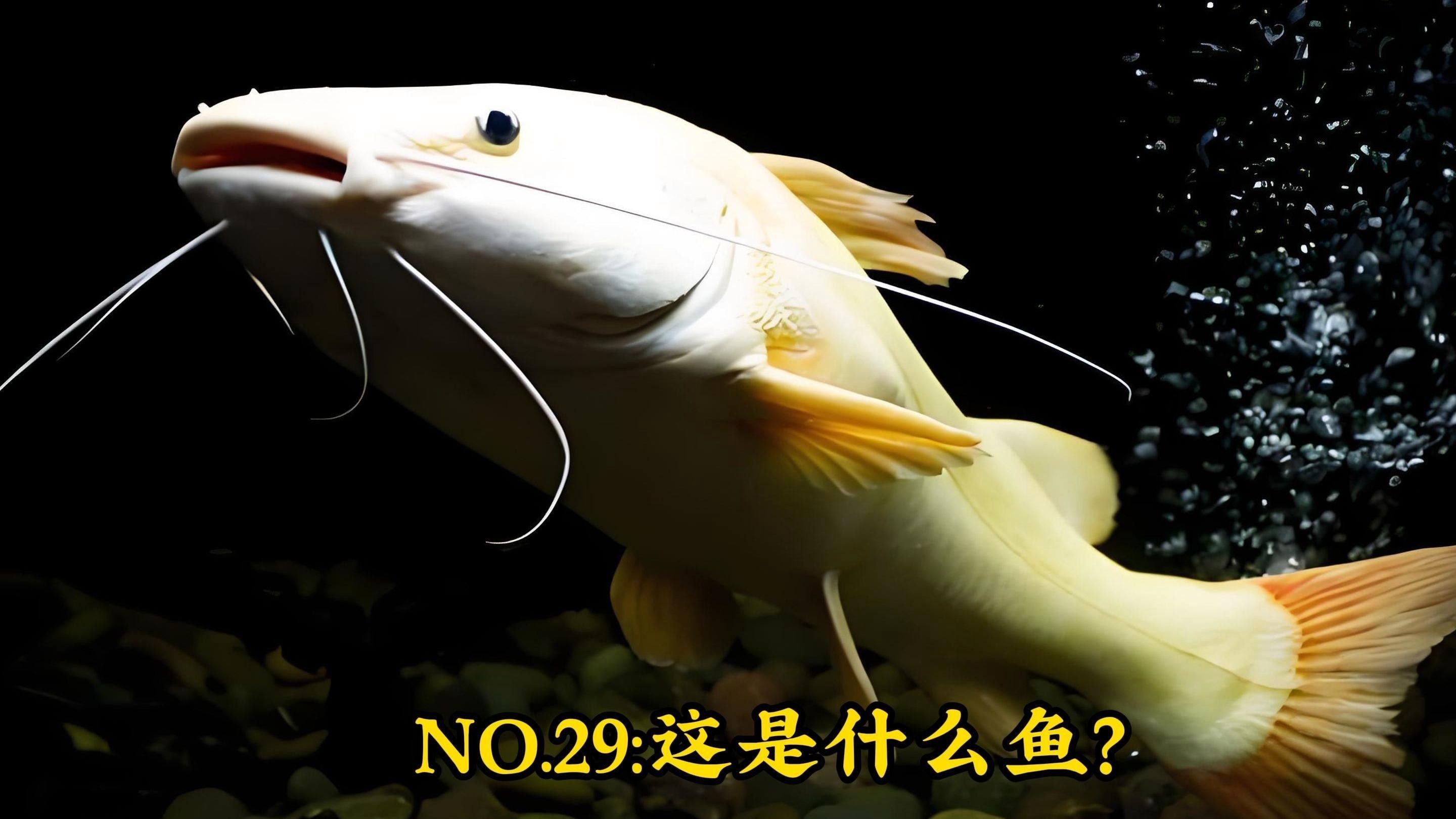 黃金貓魚，祥龍魚場