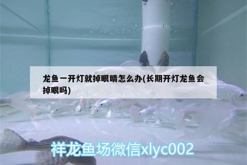 龍魚一開燈就掉眼睛怎么辦(長期開燈龍魚會掉眼嗎)