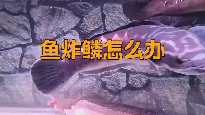 龍魚炸鱗病傳染嗎（呼倫貝爾大草原的貓咪們魚炸鱗怎么辦游跡的小鹿引發魚友熱議）