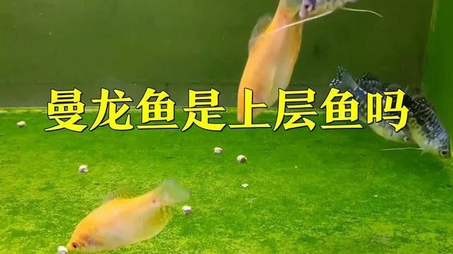 馬龍魚有哪些生態(tài)習(xí)性（關(guān)于馬龍魚生態(tài)習(xí)性的一些摘要，馬龍魚生態(tài)習(xí)性特點(diǎn)） 馬龍魚有哪些生態(tài)習(xí)性（關(guān)于馬龍魚生態(tài)習(xí)性的一些摘要，馬龍魚生態(tài)習(xí)性特點(diǎn)） 龍魚百科 第1張