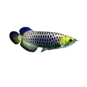 藍麒麟過背金龍魚苗（養魚小藝，藍麒麟過背金龍魚苗的選擇）