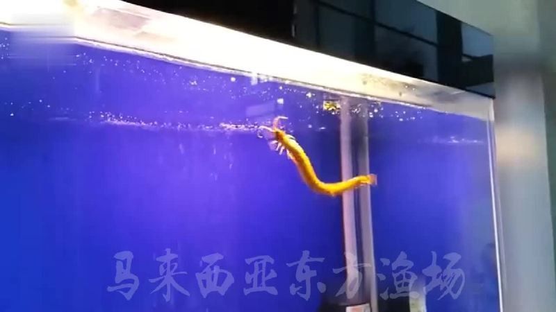 藍麒麟過背金龍魚苗（養魚小藝，藍麒麟過背金龍魚苗的選擇）