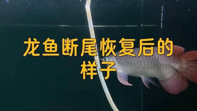 如何判斷龍魚是否完全恢復？（如何判斷龍魚是否完全恢復）