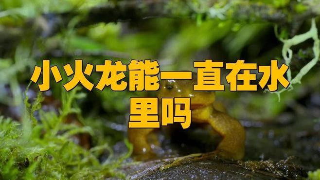 小火龍魚怎么養水要放多深的水（小火龍魚可以一直在水里嗎） 小火龍魚怎么養水要放多深的水（小火龍魚可以一直在水里嗎） 觀賞魚百科 第4張