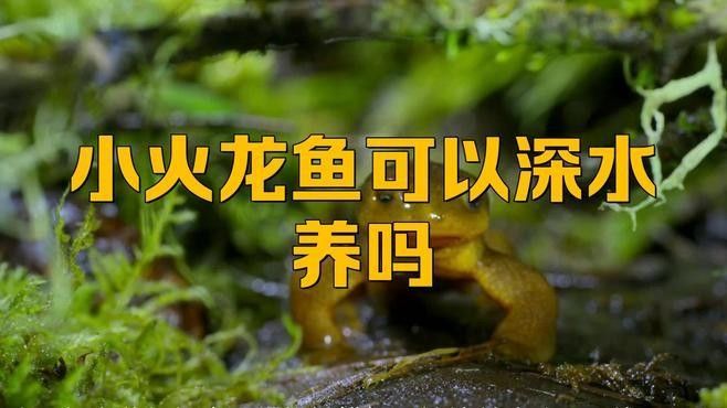 小火龍魚怎么養水要放多深的水（小火龍魚可以一直在水里嗎） 小火龍魚怎么養水要放多深的水（小火龍魚可以一直在水里嗎） 觀賞魚百科 第2張