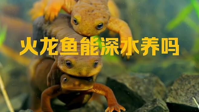 小火龍魚怎么養水要放多深的水（小火龍魚可以一直在水里嗎） 小火龍魚怎么養水要放多深的水（小火龍魚可以一直在水里嗎） 觀賞魚百科 第7張